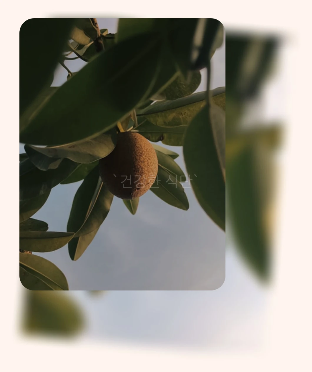 건강한 식단_1_subsection