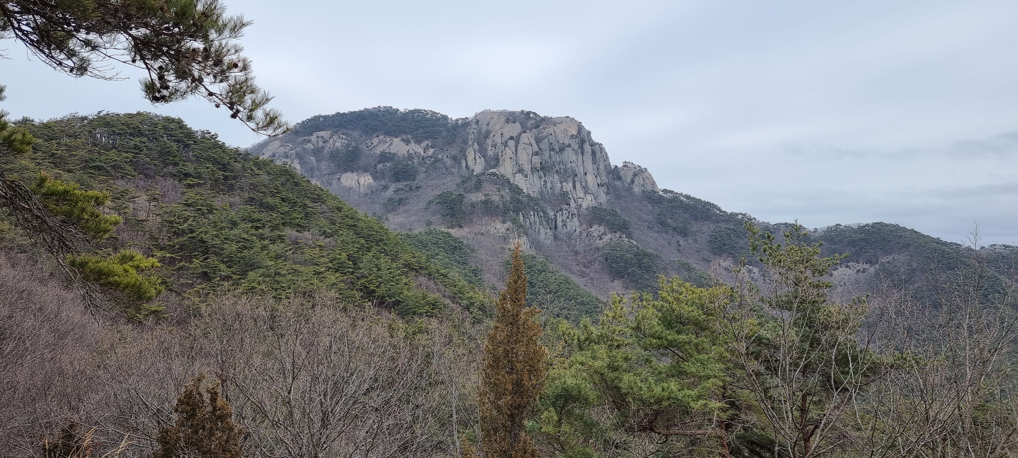 변산바람꽃 15