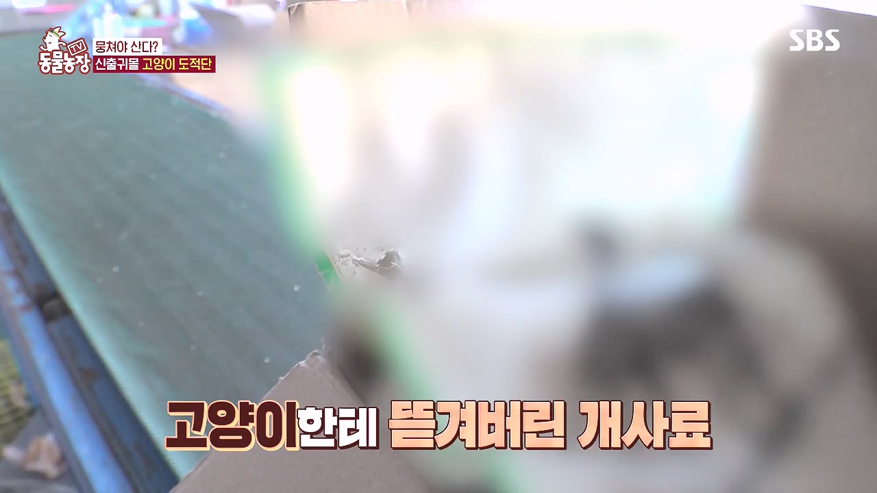 TV 동물농장.E1153.240108p-NEXT.mp4_20240107_173821.281.jpg