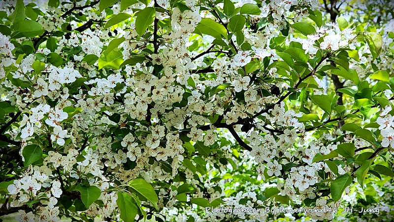 콩배나무 꽃