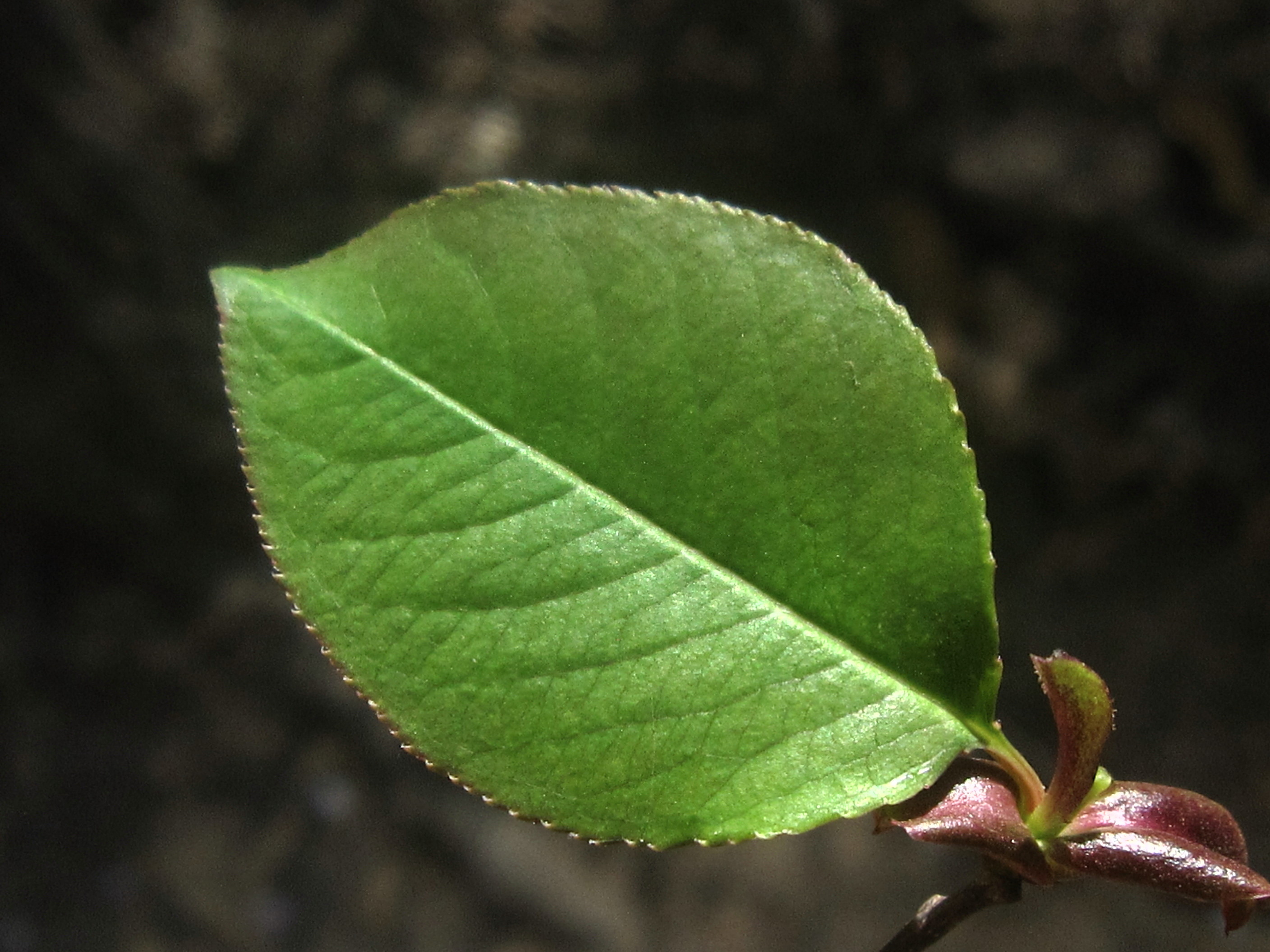 Serotina Prunus 잎과 껍질 1