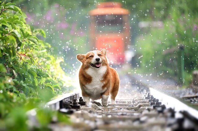 철도-위에서-행복하게-비를-맞고있는-강아지