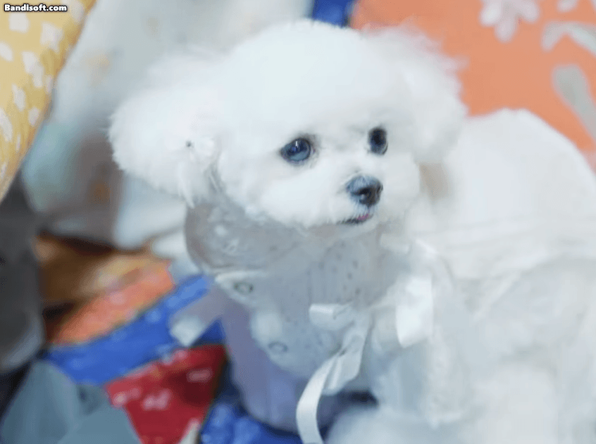 img.gif