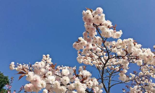 보문 호반길 겹벚꽃