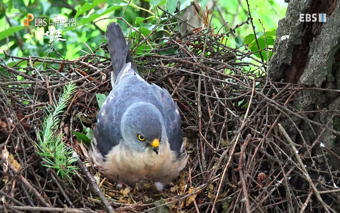 생존 3부_ EBS 다큐프라임_ 220629.avi_20220701_210032.329.jpg