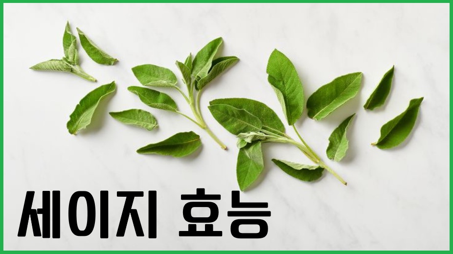 세이지 효능