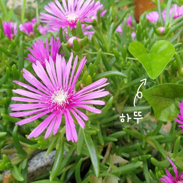 1박3식 [거제도 여행] 이수도 6