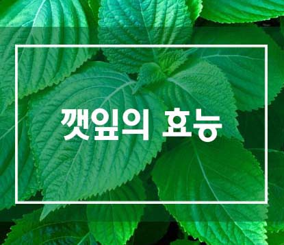  깻잎의 효능 및 보관법 (the efficacy of a perilla leaf)