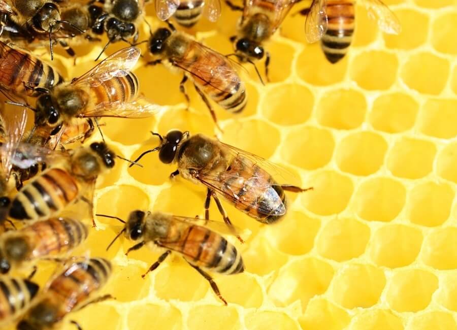 꿀벌이-모아온-꿀