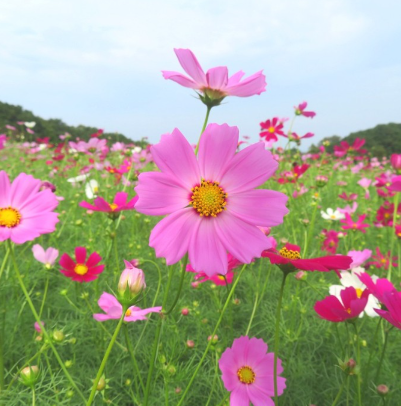 후쿠오카 근교 여행 노코섬 01