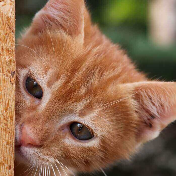 주황색 털을 가진 아기 고양이가 문에 얼굴을 조금 내밀고 쳐다보는 모습