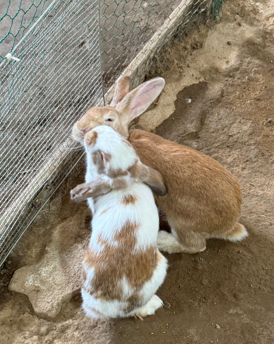 disney_rabbits