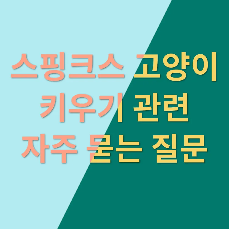 스핑크스 고양이 키우기_4