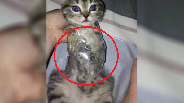  [기사] 생후 6주 고양이 랩으로 칭칭감은 홍콩인 체포