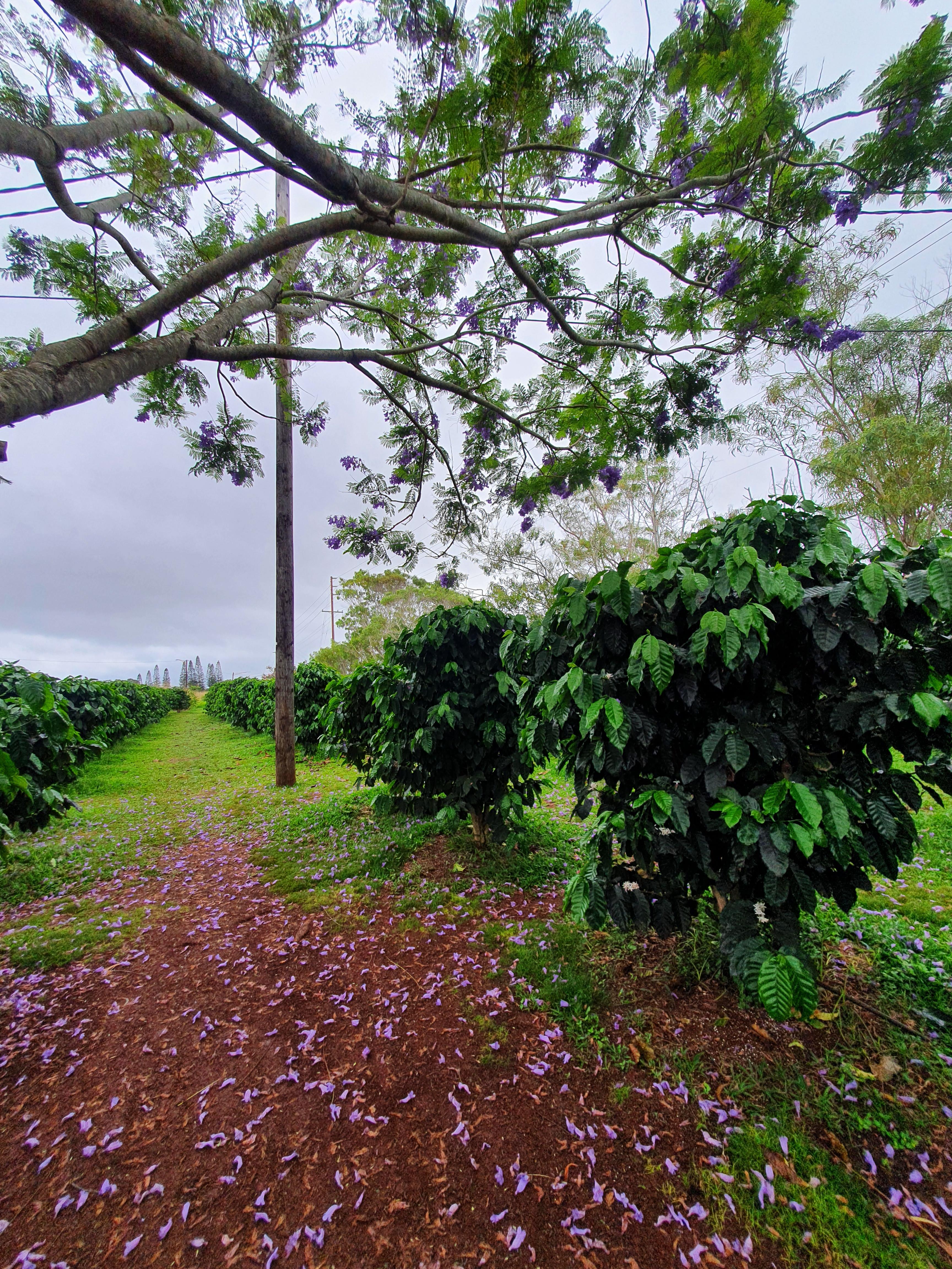 Coffee Farm(커피팜) 이미지