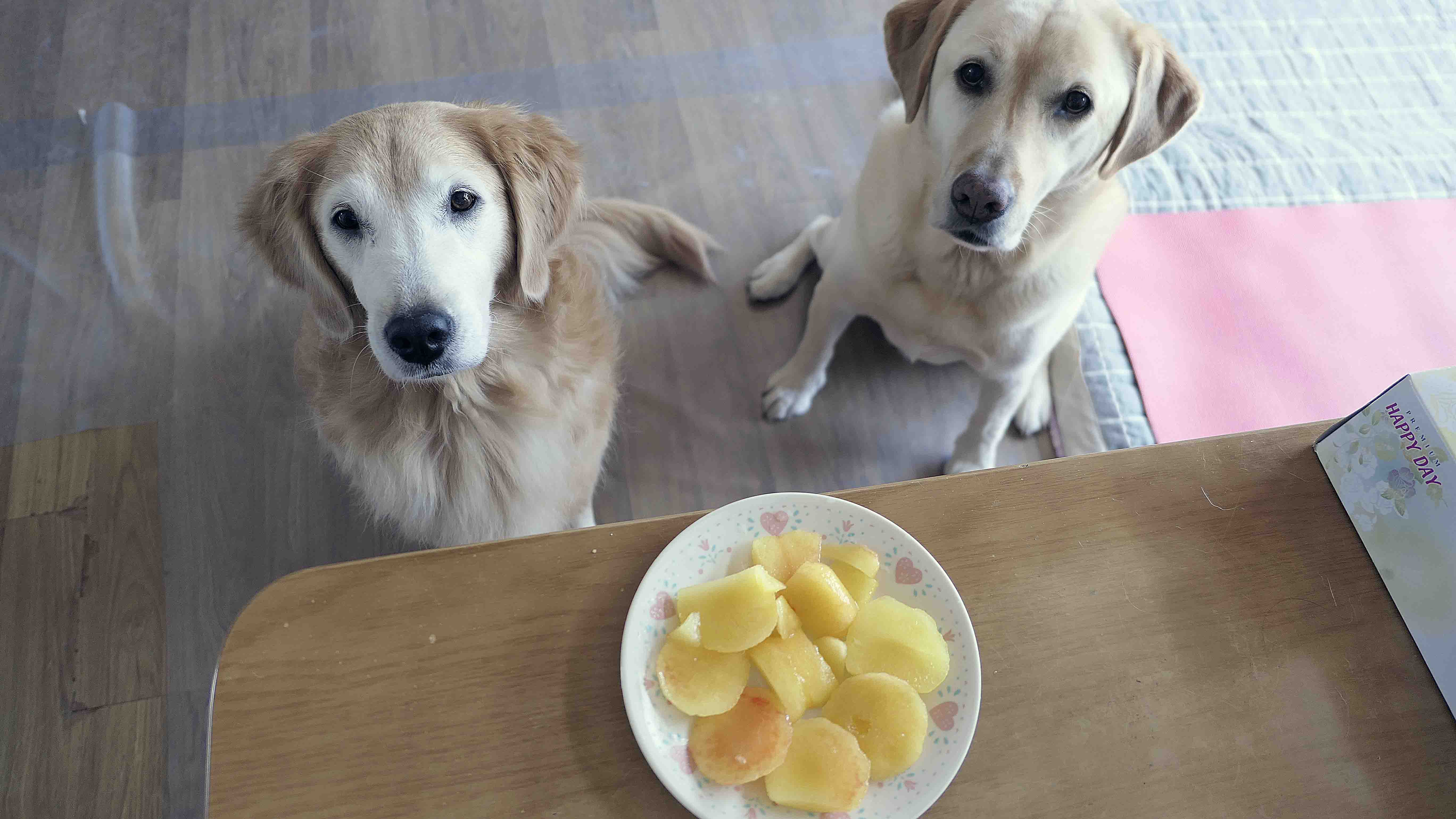  강아지는 자두를 먹어도 될까요?