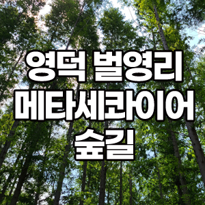  담양 안부럽다! 영덕 벌영리 메타세콰이어 숲 길