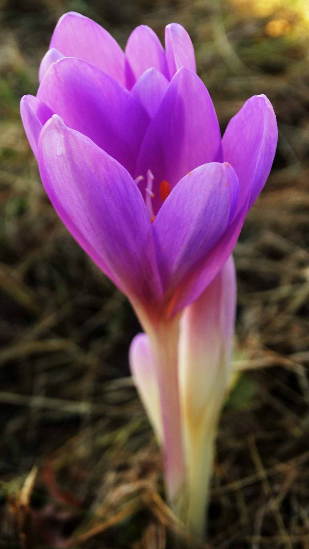 Crocus Flower iPhone Wallpaper