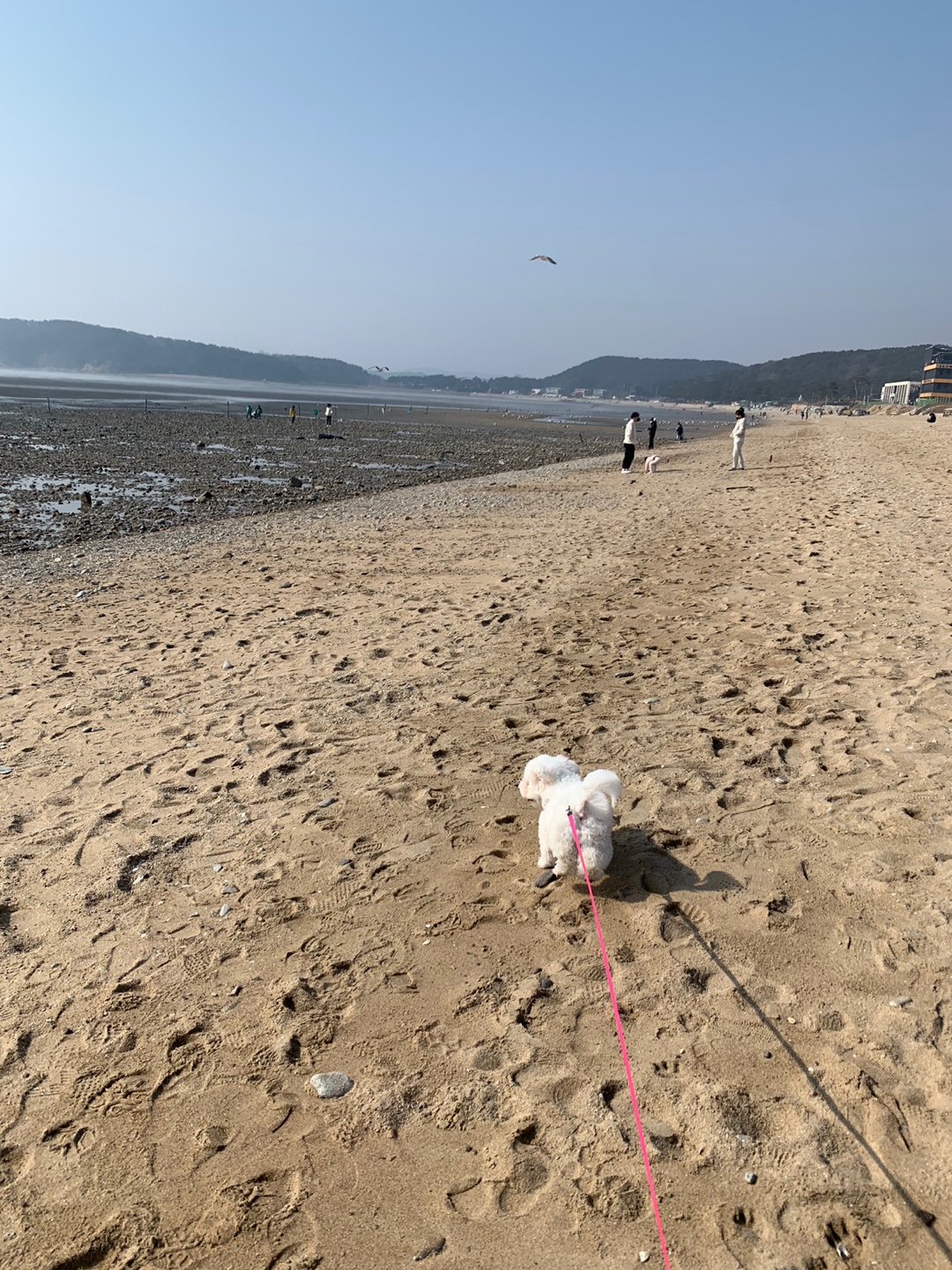동구의 똥꼬발랄한 영종도 마시안해변 봄 산책 모습(1)