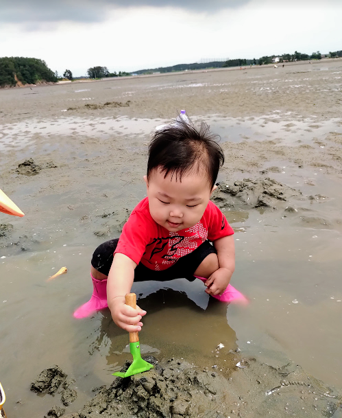 진산어촌계 조개잡이 체험