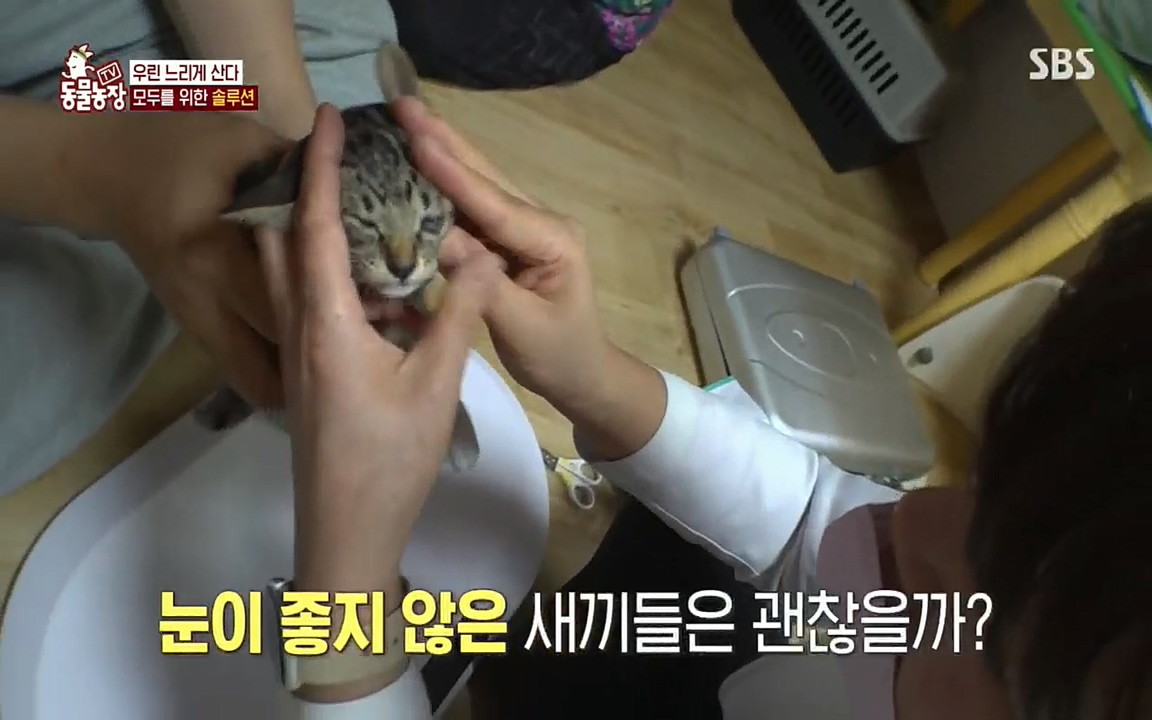 TV 동물농장.E1076.220704p.H264-F1RST.mp4_20220703_175611.417.jpg