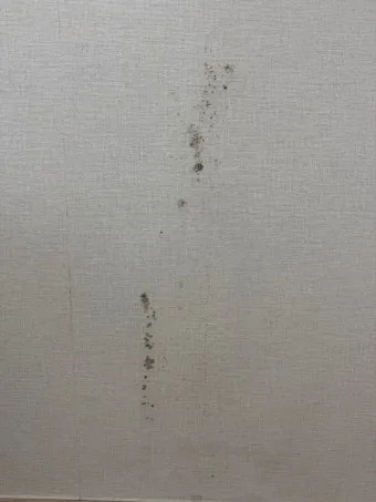 벽지 곰팡이 제거법 원인 파악과 셀프 클리닝 요령 정리_7