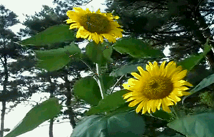 태양을-바라보는-꽃