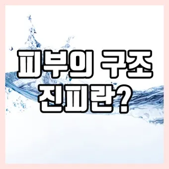 피부 구조와 기능 표피 진피 피하조직 위치 역할_21