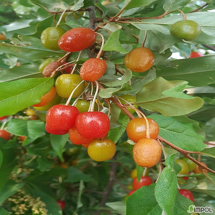 보리수 열매