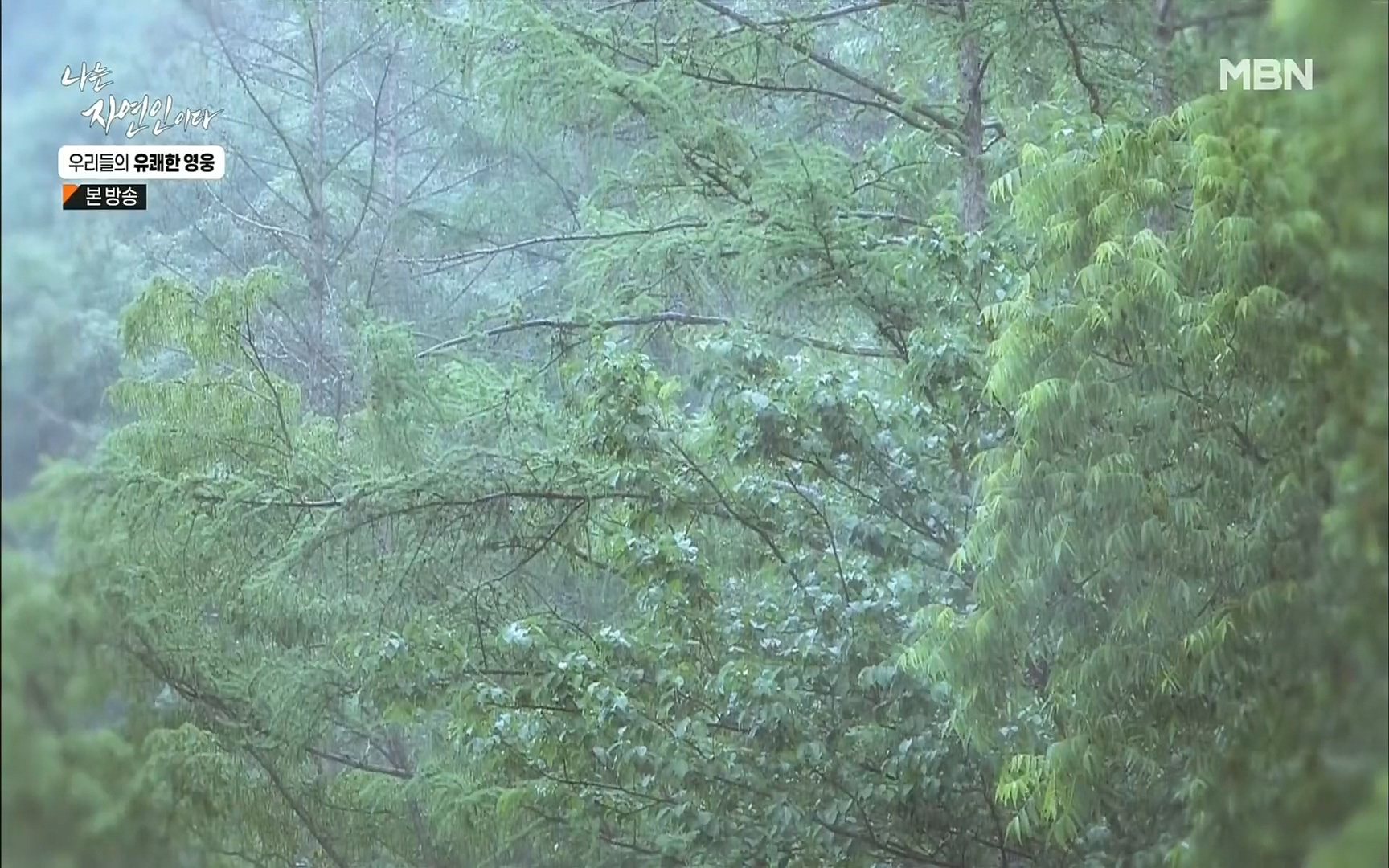 나는 자연인이다.E508.220629p.H264-F1RST.mp4_20220630_203347.104.jpg