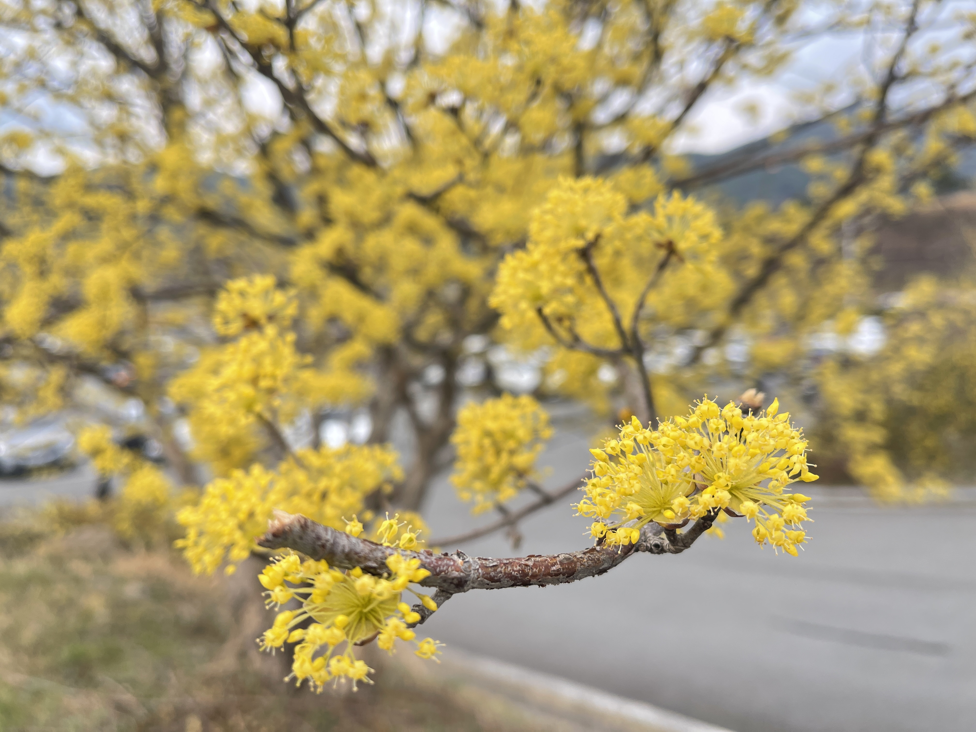 구례 산수유꽃 축제