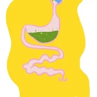 Digestion