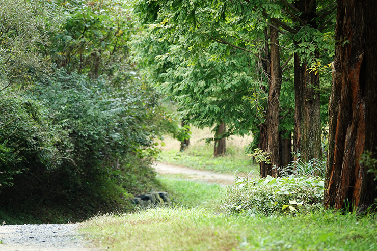 충남 걷기 좋은 숲길 국내여행 걷기 좋은 길, 20