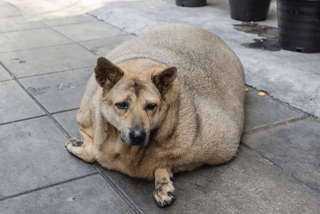 강아지 품종별 성격