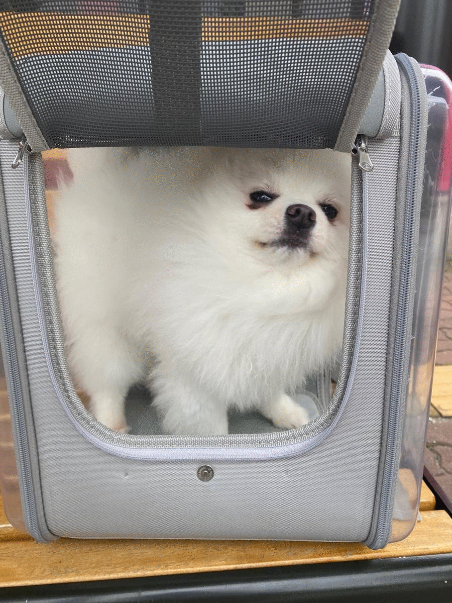  강아지 캐리어 옥희독희 네모 백팩형 이동장 리뷰