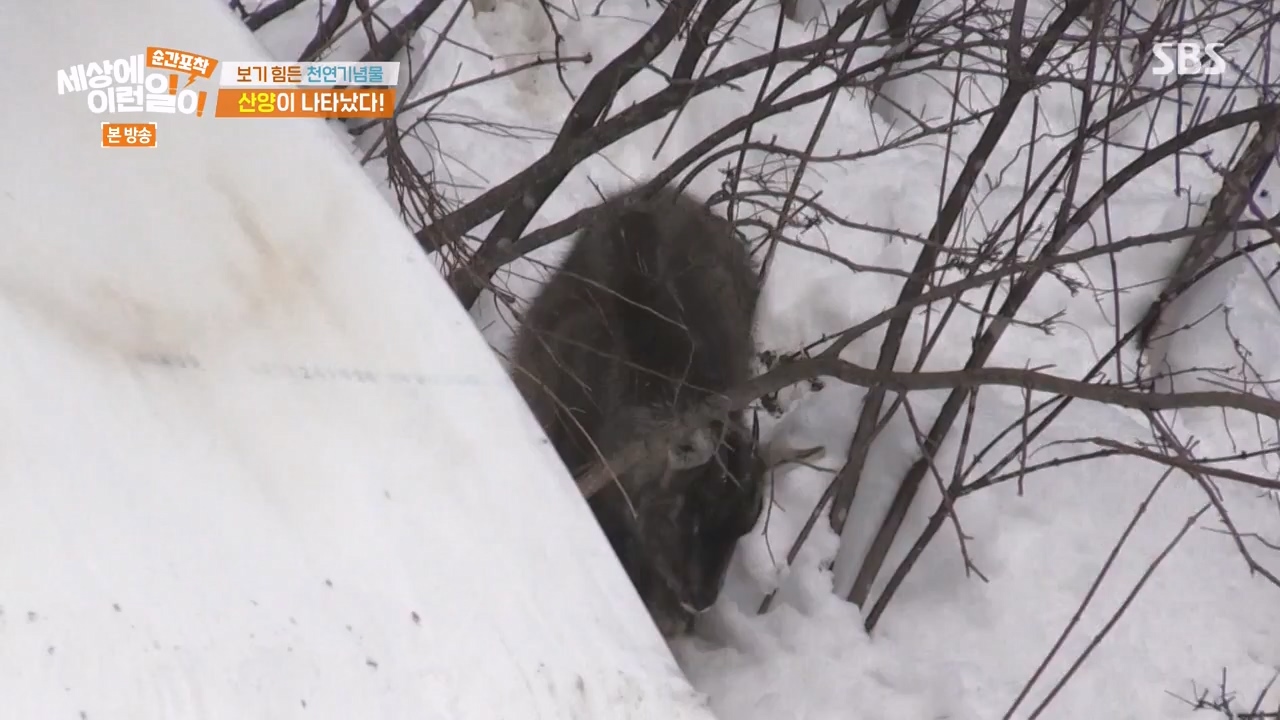 순간포착 세상에 이런일이.E1268.240310p-NEXT.mp4_20240310_132536.711.jpg