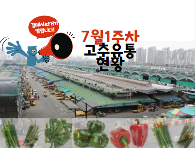  [경매사 따거] 알려드리는 가락시장 고추 경매이야기(7월 1주차)