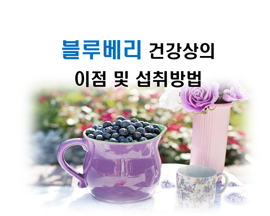  블루베리 건강상의 이점 및 섭취방법