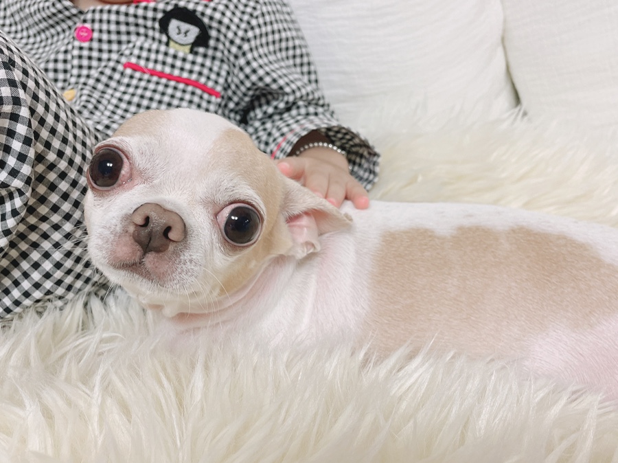 단모 성격 털빠짐 주의점 18