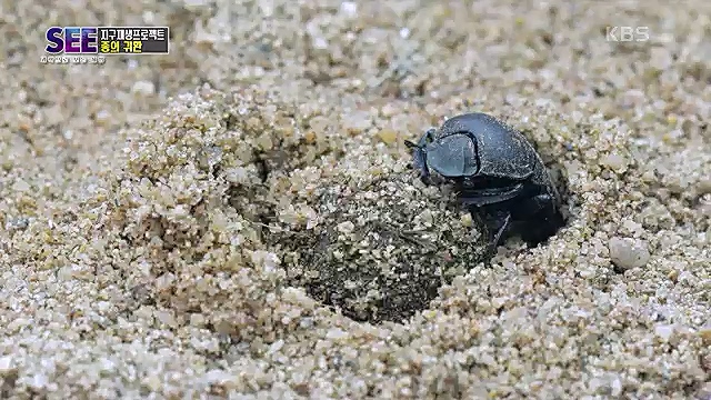 [88회] KBS 네트워크 특선 - KBS지구 재생 프로젝트, 종의 귀환.ts_20230309_201432.683.jpg