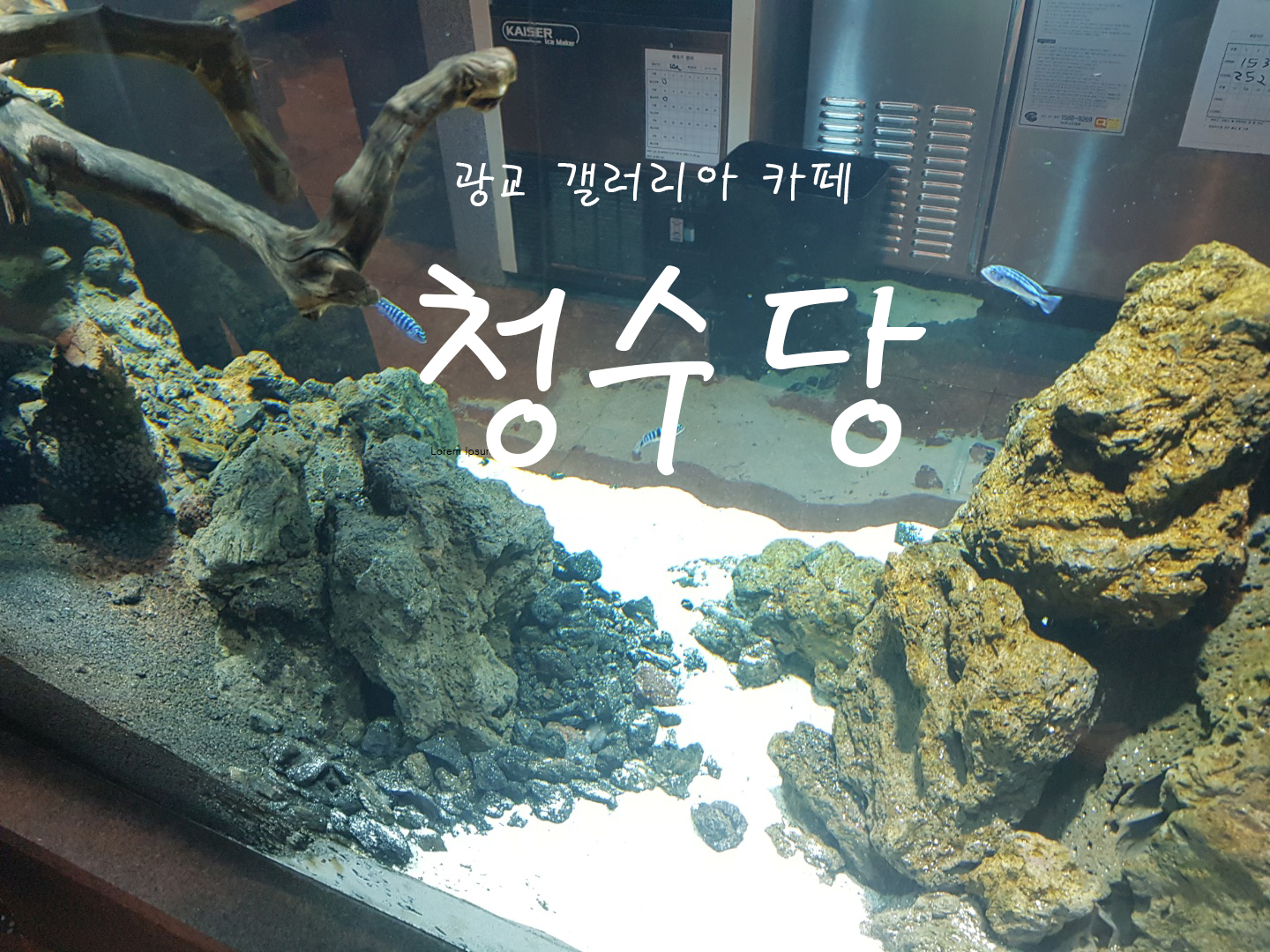  광교 갤러리아 백화점 1탄! 청수당을 찾아가다!