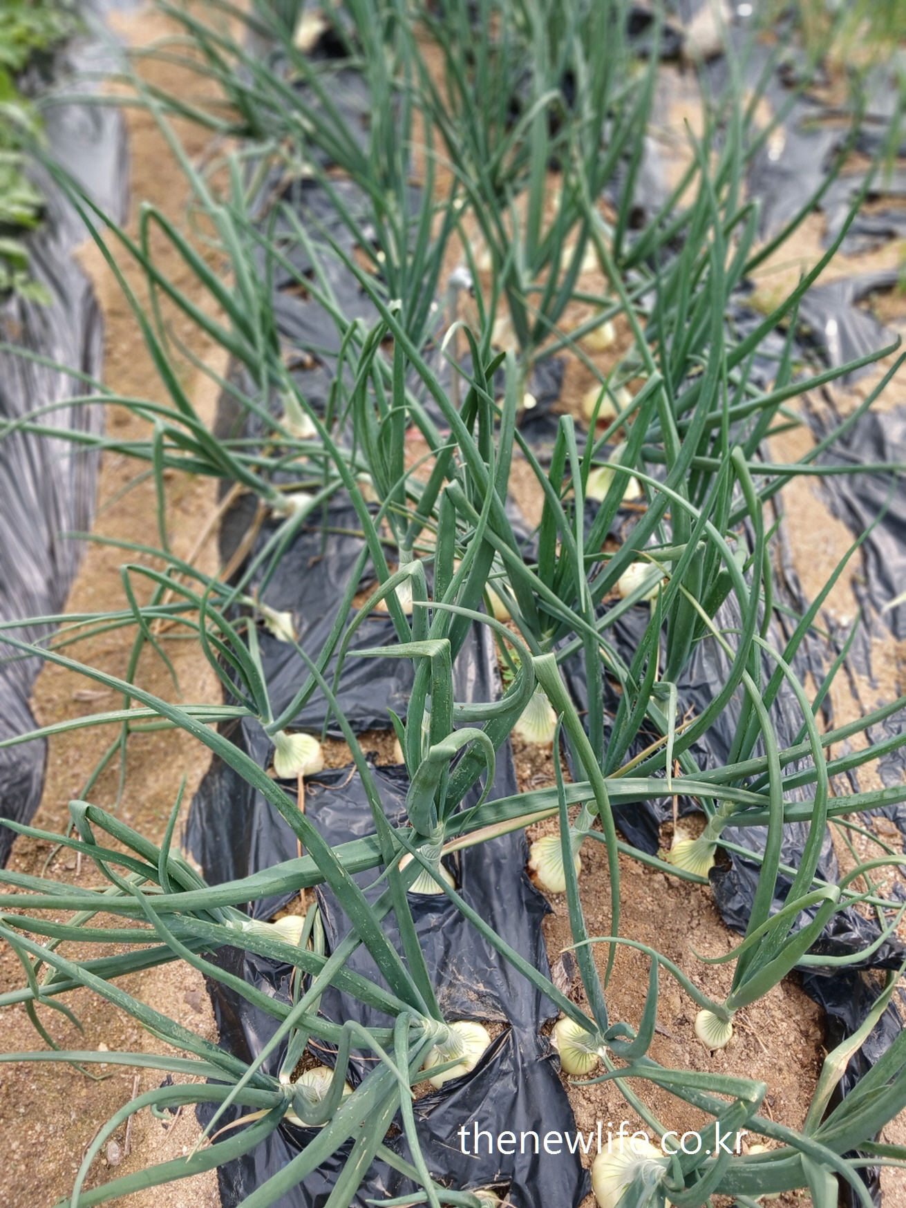 Onion field – one of the best foods for lowering cholesterol naturally