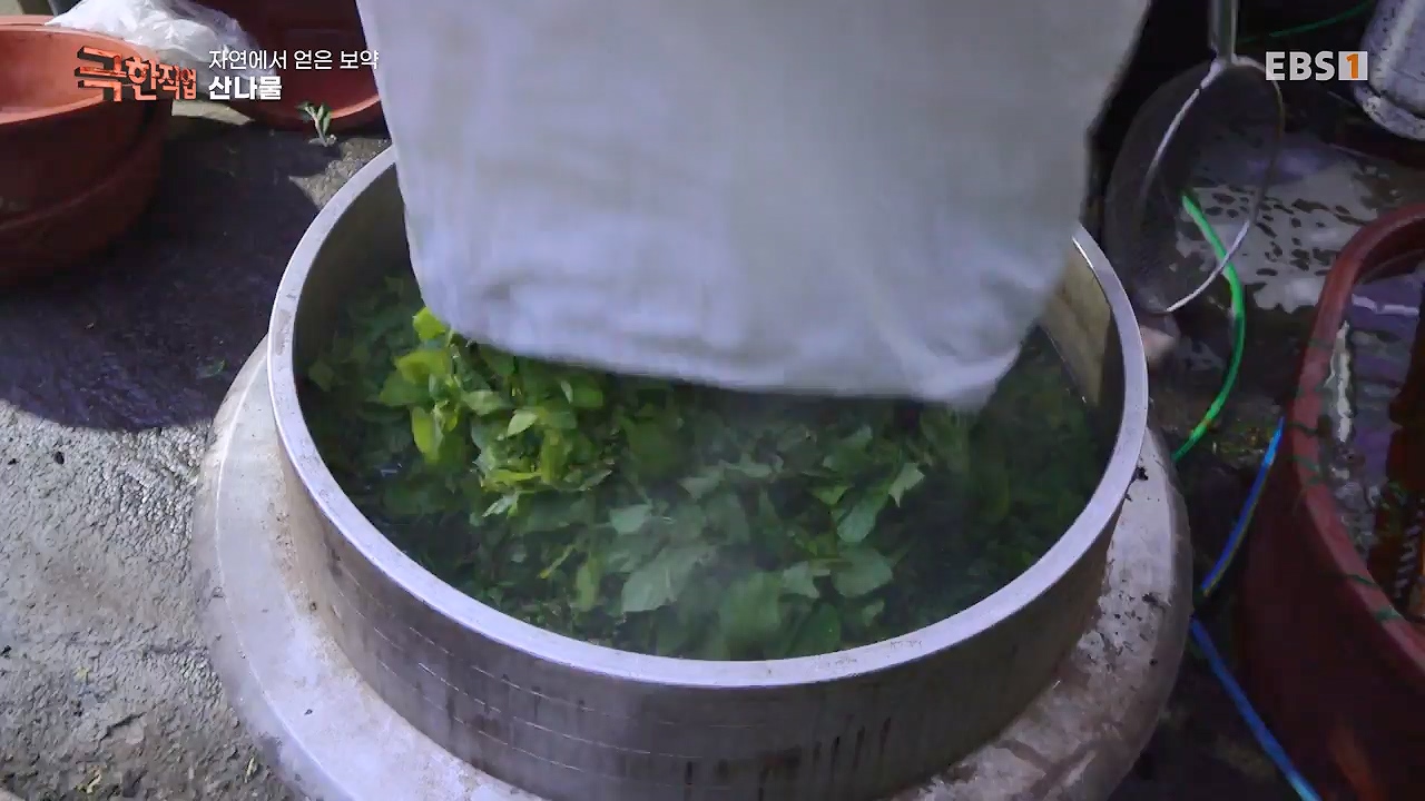 TV - 전 국민의 평생학교 EBS자연에서 얻은 보약, 상황버섯과 산나물, 쌍화차.mp4_20240615_172248.597.jpg