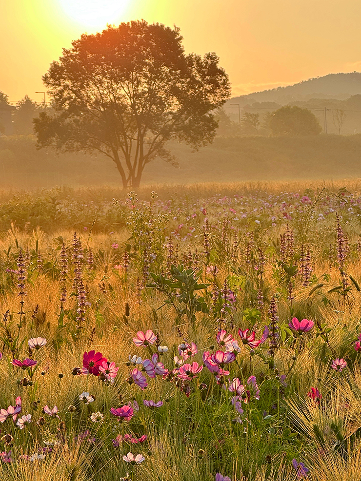 일출-물안개-보리