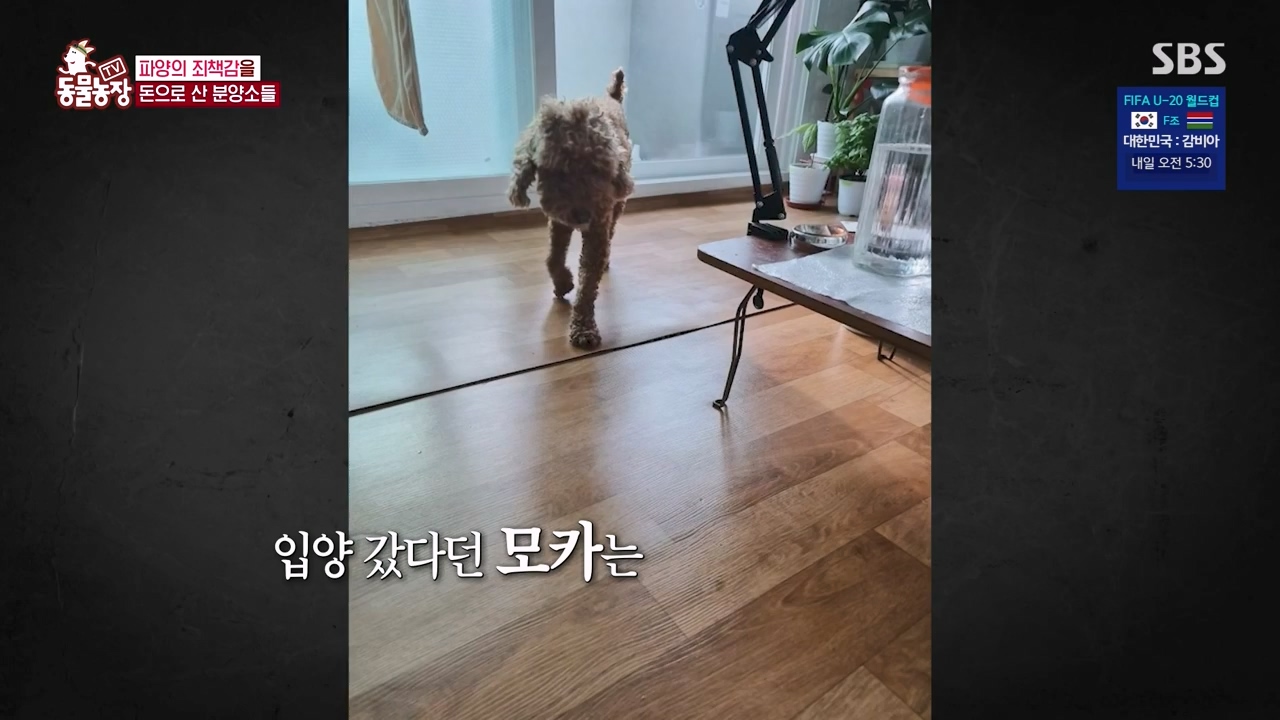 TV 동물농장.E1122.230529p-NEXT.mp4_20230528_170306.507.jpg