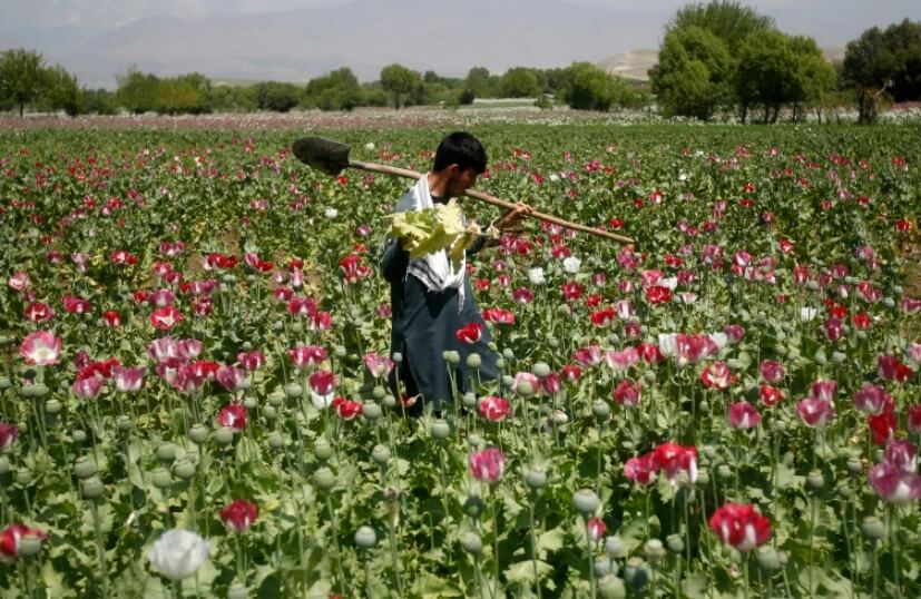  세계 최대의 불법 아편국 아프가니스탄의 탈레반 정권 VIDEO: Afghanistan’s drug trade that helped fuel the Taliban