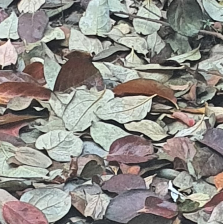 가을 감나무 사진 감나무의 3