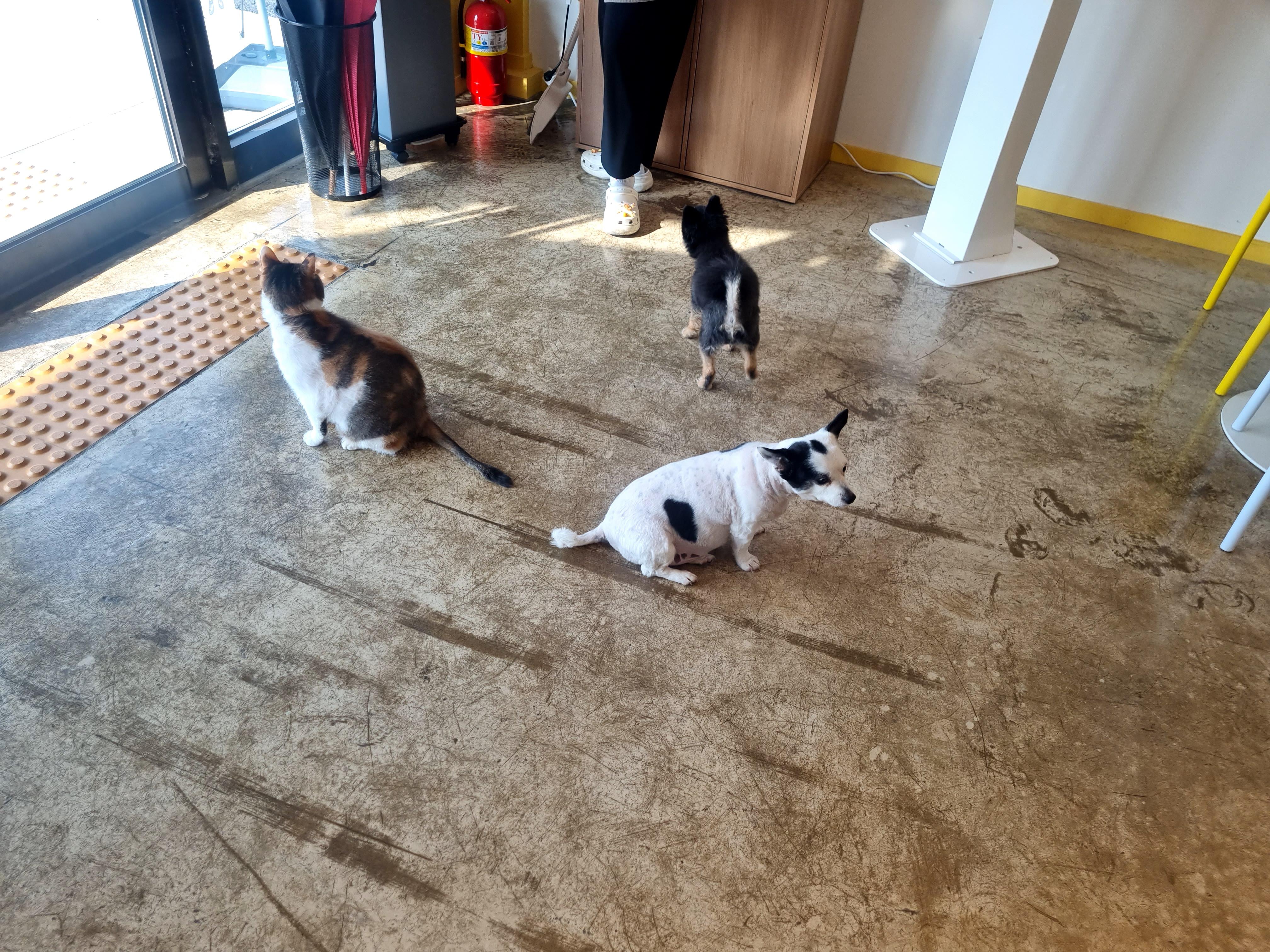 천안 고양이 강아지 있는 카페 직산 카페쉼