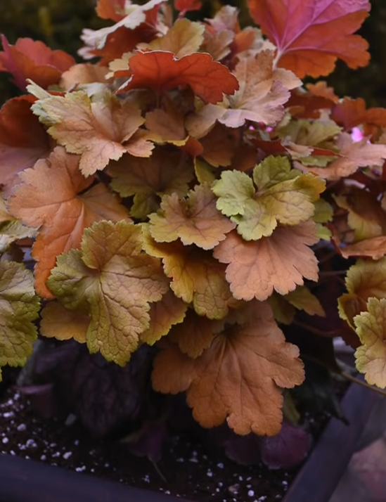 Heuchera DOLCE® 'Toffee Tart' 닥마들