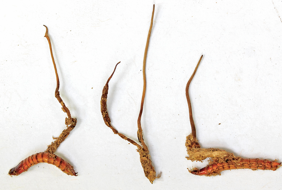 ヘビとクモの毒の4つの潜在的な薬用用途